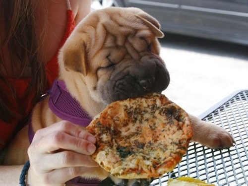 A Chinese Shar Pei puppy tasting pizza