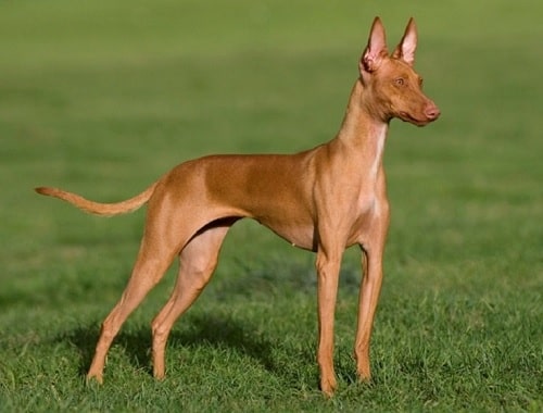 An adult Cirneco dell'Etna dog