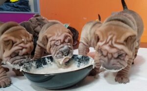 Chinese Shar Pei Puppies eating their meal