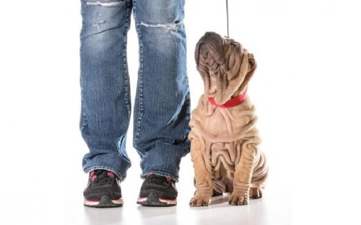 Chinese Shar-Pei Training methods