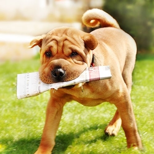 Chinese Shar-Pei holding newspaper