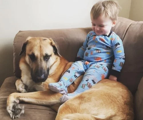 Chinook Dog carrying a baby on its back