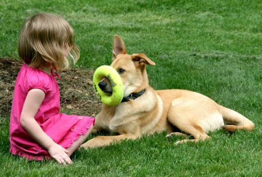 Chinook Dog playing with a baby girl