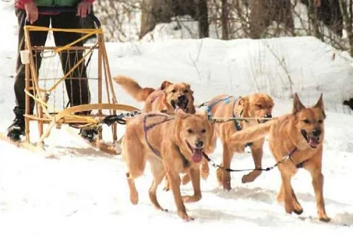 Chinook Dogs pulling sled