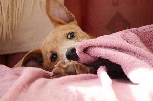 Chinook Puppy playing with a blanket