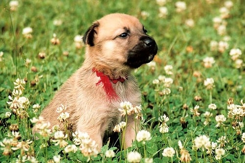 Chinook Puppy sitting in a garden