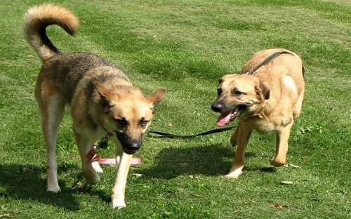 Chinook dog playing