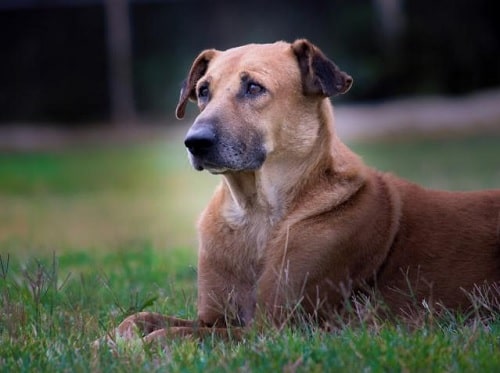 Chinook dog sitting