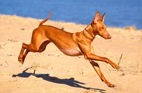 Cirneco Dell'Etna running on the beach