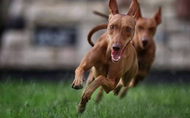 Cirneco Dell'Etna training methods and strategies