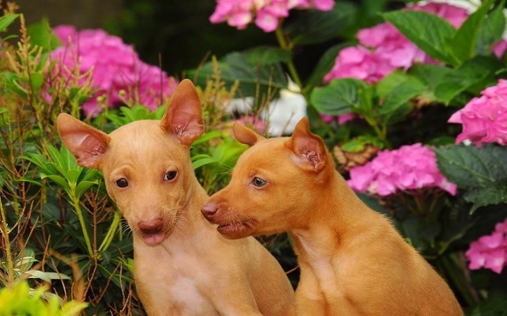 Cirneco dell'Etna puppies development stages and their behavior