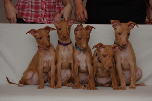 Cirneco dell'Etna puppies sitting