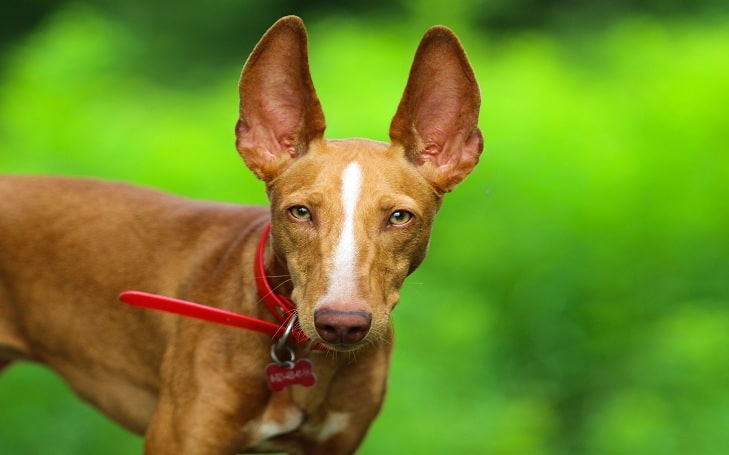 Cirneco dell'Etna temperament and personality