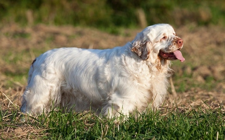 Clumber Spaniel Diets and Feeding methods