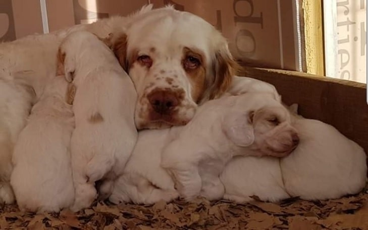 Clumber Spaniel Puppies development stages