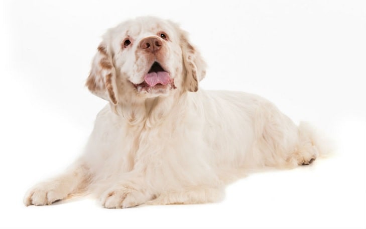 Clumber Spaniel Temperament and Personality