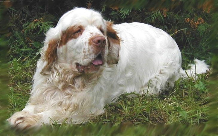 Clumber Spaniel Training