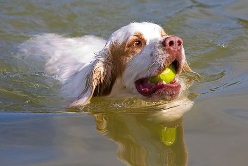 Clumber Spaniel retrieving ball from the lake