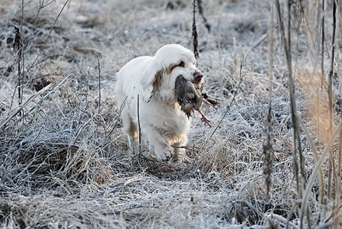 Clumber Spaniel retrieving bird from the field