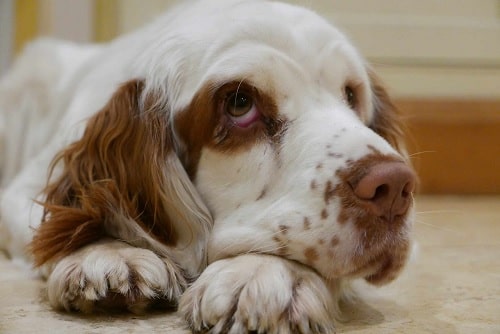 Clumber Spaniel waiting for food