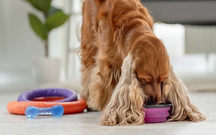 feeding a working cocker spaniel