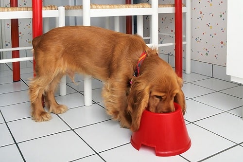 Cocker Spaniel eating its meal