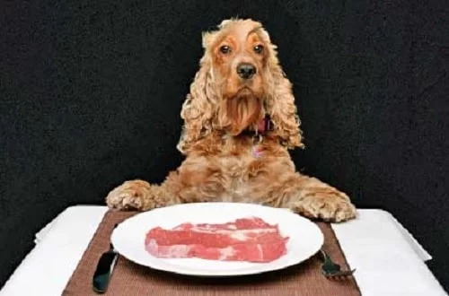 Cocker Spaniel ready to eat its meal