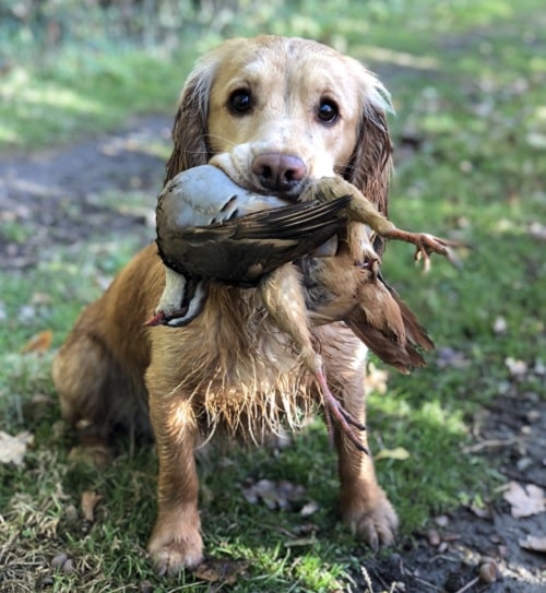 Cocker Spaniel retrieving a bird