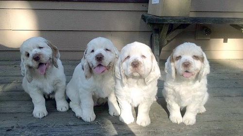 Cute Clumber Puppies sitting