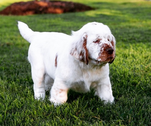 Cute Clumber puppy on the field