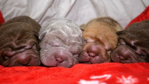Newborn Shar-Pei Puppies