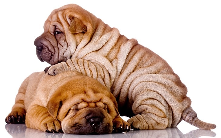 is a shar pei on the dangerous dog list