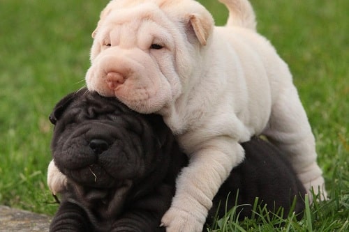 Shar-Pei Puppies playing