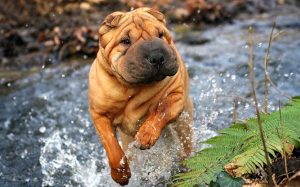 Shar-Pei personality and temperament