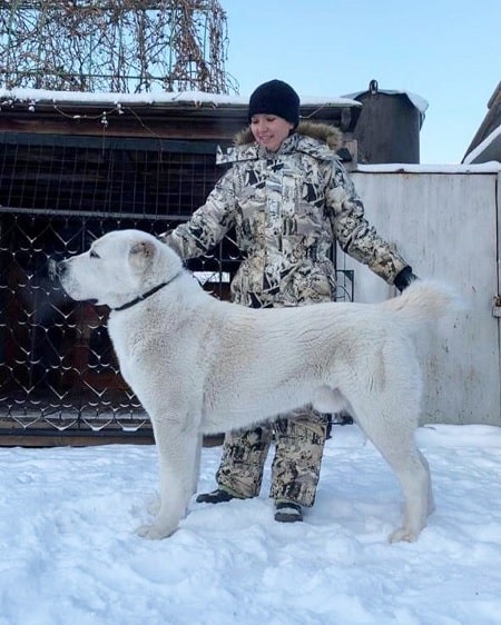 how many puppies can central asian shepherd dog give birth to