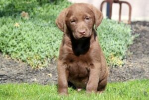Chesapeake Bay Retriever pup sitting