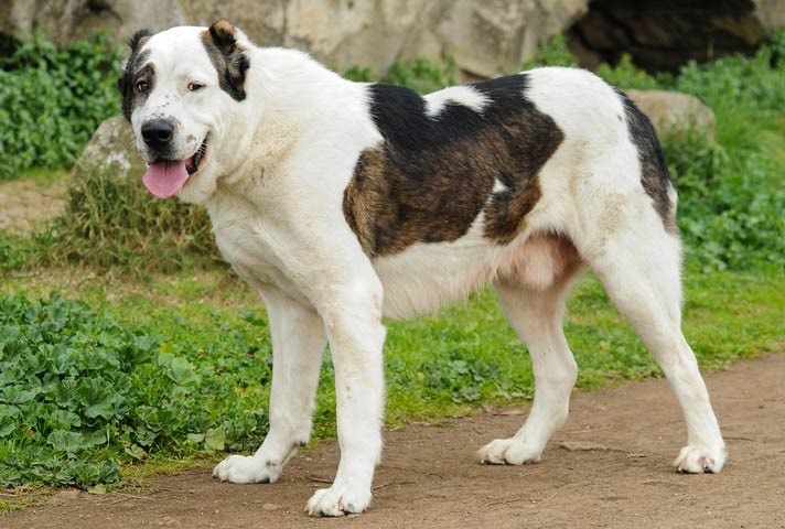 Methods to Central Asian Shepherd Dog - Strategies and Techniques for ...