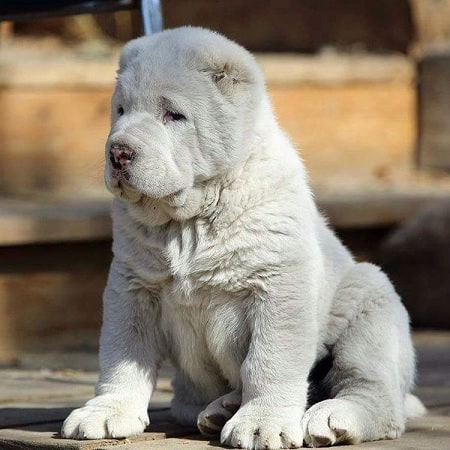 how many puppies can central asian shepherd dog give birth to