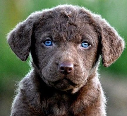 Chesapeake Bay Retriever Puppies Petsyclopedia News   Pup 2 