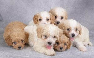 Cavachon Puppies development process and behavior