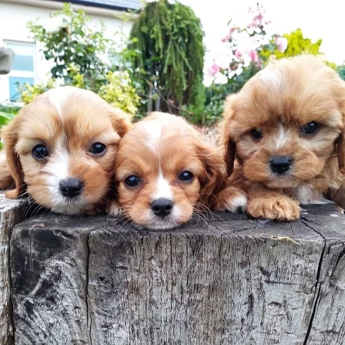 Cavachon Puppies posing for a photo
