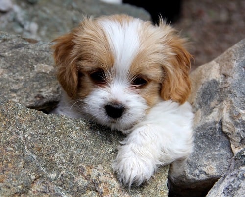 Cavachon Puppy playing