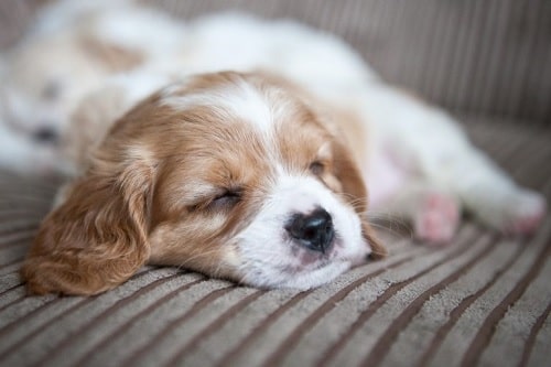 Cavachon sleeping