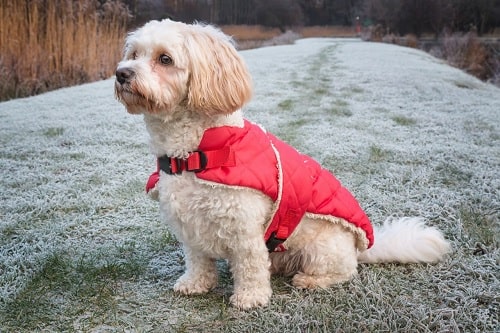 Cavachon sitting on a rock