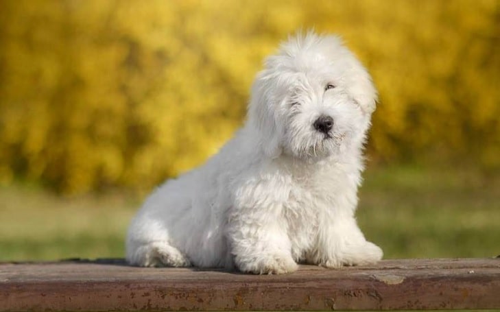 Coton de Tulear Training process and strategies