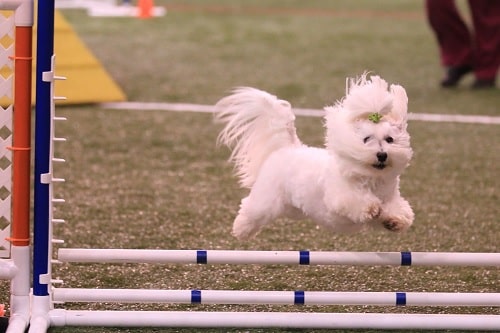 Coton de Tulear agility training