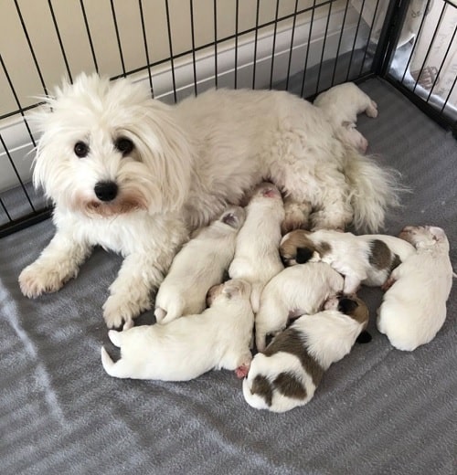 Coton de Tulear feeding its newborn puppies