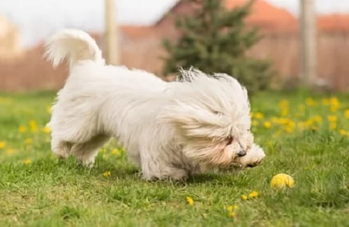 Coton de Tulear playing ball