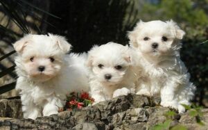 how many puppies can coton de tulear give birth to