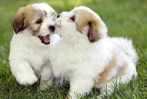 Coton de Tulear puppies playing